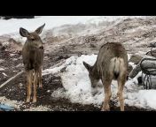 Don France - The Rocky Mountain Elk u0026 Deer Watch