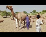 Camel&#39;s life Desert