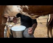 Dairy vlogs