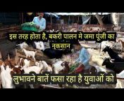 Kushwaha goat farm Umesh Kumar Kushwaha