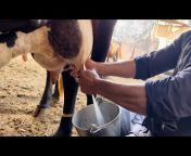 Dairy vlogs