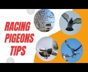 racing pigeons