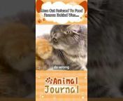 Animal Journal