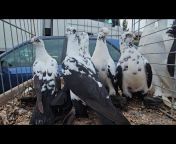 Lotowanie Andrzeja - Pigeons from Poland