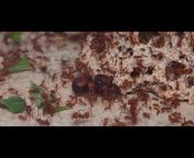 Raf Ants