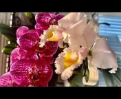 Svetlana&#39;s Happy Orchids