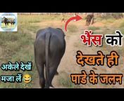 Rajasthani Animals