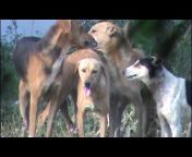 Girl Fuck By 2dog - 3 MALE dogs have fun with 1 FEMALE dog from 1girl fucking in 2dog Watch  Video - MyPornVid.fun