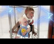Baby Monkey SinSin