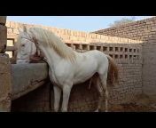 The Horse Photography(Prem Yadav)