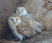 Courtship & Mating | Barn Owl Nest Camera 2020 from 2020 mating