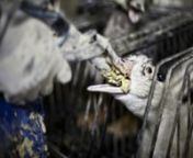 Kong Hans dropper foie gras efter skandale-afsløringnnEfter at horrible optagelser fra franske foie gras-farme har rystet Danmark, har firmaet Løgismose, der står bag michelinrestauranten Kong Hans Kælder, taget konsekvensen ved helt at fjerne den omstridte franske delikatesse fra menukortet.nnEn video og en mængde billedmateriale, blev for få dage siden offentliggjort af den britiske avis The Mirror, i samarbejde med en britisk dyreværnsorganisation. Optagelserne stammer fra den franske