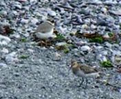 A few clips and stills of a ringed-plover (Charadrius hiaticula) and a dunlin (Calidris alpina) flocking together, with a piece of music that somehow seems to fit perfectly. nNebez temmigow ha skeuzennow a kottyaz-torgheg ha kiogh-an-mor ow hezve warbarth, gans tamm ilow a dhesedh fest yn ta.nThis is mainly for practice editing with Cinelerra.