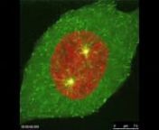 HeLa cells expressing EB1 (green) and H2B (red). Here you can see tips(EB1) of microtubules rapidly reorganise into the mitotic spindle, while the DNA condenses into chromosomes ready for separation during metaphase to anaphase.nMovie was taken using a Leica DMI6000 SP8 confocal microscope, with a 63X water immersion lens.