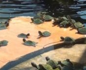 These busy little critters a pretty darn cute. We think. You think? They scurry onto and off of Turtle Rock and... each other! More turtles on their way! The soundscape includes water, cicadas and a some soft wind chimes. Enjoy.
