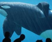 In the wake of the 1993 hit movie “Free Willy,” activists and fans campaigned to release the movie’s star – a captive killer whale named Keiko -- and launched a story Hollywood couldn’t invent.
