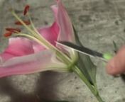 The Science and Biology of Flowers is Fascinating… and this week J takes us INSIDE the Flowers to explore how a Flower Works… in addition J Creates a Fantastic Lily Topiary featuring Hybrid, Oriental and Rose Lilies!