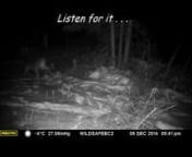 Deer are surprisingly vocal. Here we have captured the alarm call of a deer at night. Listen and you&#39;ll hear the unmistakeable