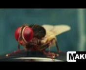 A choice selection of breakdowns from the 2200+ shots from SS Rajamouli&#39;s Eega. nnFor more information, please email info@makutavfx.com or visit www.makutavfx.com