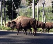 A small group of adult and juvenile bison using the Eastbound lane into Yellowstone National Park.
