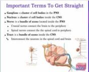 Neuron Names CNS Vs PNS from pns vs