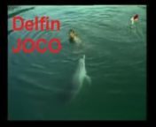 Delfin Joco u Bokokotorskom zalivu - Kotor 1988. godinenSjećanje na delfina JocunnTitulu najpopularnijeg delfina u Boki Kotorskoj i dalje drži delfin Joca.nDelfin Joca je 1987. doplivao u Bokokotorski zaliv i tu živio do 1992.nnnKao velika turistička atrakcija i filmska zvijezda, ovaj mezimac je odlukom SO Kotor 1987. godine zaštićen, kao i svi delfini u akvatorijumu koji pripadaju opštini. nnNije bilo neobično da se pridruži plivačima, posebno djeci, da se pojavi uz ribarske barke, tr