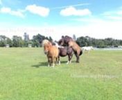 New Forest Ponies Over-exposed footage using 4k DJI Osmo, Pony urinates and decides to hump other pony whilst 3rd pony stands unbothered, or is it? Footage taken by Adventure Dog Productions © 2016 www.adventuredogproductions.com