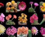 A montage of a dozen types of Echinopsis cactus flowers blooming. And wilting. And just generally showing off their mind-blowing colors. My favorite cactus flowerings from the 2014 blooming season.nnEchinopsis cactus flowers bloom overnight and the flowers last for only a day. Actually, the flowers are at their peak beauty for an hour or two at the most. That&#39;s what turned me from a cactus enthusiast into a cactus photographer ... the desire to try to preserve some aspect of their freaky beauty.