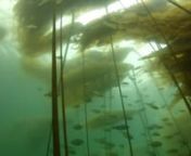 This is a short video of some clips from diving in bull kelp (Nereocystis leutkeana) forests of the Central Coast of British Columbia, Canada.nnThese videos were filmed as part of research being conducted on
