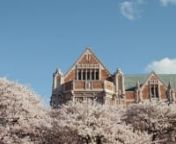 Get a glimpse of the glorious cherry blossoms that bloom every spring in the University of Washington Quad. Plus, hear from UW arborist Sara Shores about the past, present and future of our beloved blossoms.