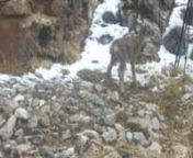 Jura and Nuzar came across this newborn argali on May 2, 2015. He took with his mom.