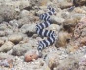 By taking on the appearance of an entirely different animal, the Banded Snake Eel doesn’t wait for the safety of darkness to venture out. It moves through grass beds and forages on sandy slopes in broad daylight and as an almost exact match to the banded sea krait, it relies on mistaken identity as its sole means of defense.