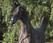 ✮ STC AUCTION - JOUMINA K.A. ✮nn2017 Grey Fillyn(QR Marc x Joumalia Nautiac)nnBronze Champion Yearling Filly in Bruges (BE), daughter of QR Marc and Joumalia Nautiac by Marajj, JOUMINA K.A. is now offered for sale at the STC Auction 2018 on October 1st. nnBred and owned by Knocke Arabians (Belgium).