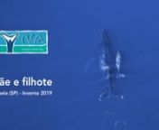 Desde o início do mês de junho de 2019, já foram registradas 360 avistagens de baleias na região de Borrifos, em Ilhabela. No dia 14 de julho, com grande emoção, as pesquisadoras tiveram uma surpresa. Confira!nnapoio: Great Whale Conservancy e Arim Componentes SAnn#VIVABaleiaGolfinhosecian#BaleiaJubarten#Megapteranovaeangliaen#Ilhabelan#PontoFixon#LandBasedStation