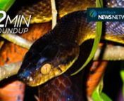 Rare video of mating sea angels, orangutans at risk in their unprotected habitat, how an invasive snake is destroying Guam’s forests &amp; an exciting pangolin sighting. These stories and more in your weekly blast of nature news!nnEarth Touch News Network nhttp://www.earthtouchnews.comnnEarth Touch on YouTubenu2028goo.gl/V9T5k1nnNEWS SOURCESnnORANGUTANS AT RISK nhttps://goo.gl/bu796PnnSNAKE ASSAILANT nhttps://goo.gl/1x5zxVnnPANGOLIN SIGHTING nhttps://goo.gl/UAQSf7nnLEMMING LOUNGING nhttps://go
