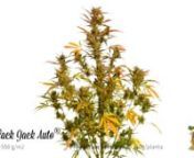 3rd generation autoflowering strain. Autoflowering version of our Black Jack® (SWS01).nThis is the result of the cross between our 2nd generation S.A.D. Sweet Afgani Delicious Auto® (SWS24) and our Jack Herer elite clone