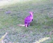 It was the S.F. Zoo Night Tour event for members. They did this special interaction with the kangaroos and I got some of it of video. nnVideo was taken with a Kodak M1033 digital camera and is native 720p resolution. The sun was setting so the little digi-cam had trouble focusing and it got grany.