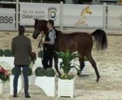 N.296 KAID AL DIRIYA - The Arabian Horse Show for local Breeders 2022 - Yearling Colts (Class 7B) from diriya