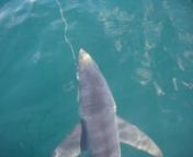Capt. Terry Nugent of Riptide Charters, Capt. Jeff Smith of Fin Addiction Charters and good friend Scott Pillsbury headed south of Martha&#39;s Vineyard for a relaxing day of shark fishing. Here is a little taste of what went on both above AND below the water