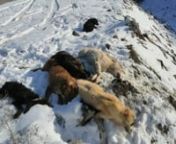 Bilecik&#39;in Bozüyük ilçesine bağlı Aşağıarmutlu köyü yolu üzerine çok sayıda köpek soğuk havada bayıltılmış ve yaralı halde bırakılarak ölüme terk edildi.