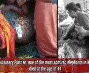 A mahout cried inconsolably, as elephant Cherpulassery Parthan died in Kerala. The video has gone viral. Cherpulassery Parthan, one of the most admired elephants in Kerala, died at the age of 44. Parthan was one of the prominent tuskers taken for processions of temple festivals. Elephant lovers used to call Cherpulassery Parthan the prince among the elephants in Kerala. nnSubscribe to Times Of India&#39;s Youtube channel here: http://goo.gl/WgIatu​nnAlso Subscribe to the Bombay Times Youtube Chann