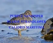 The purple sandpiper (Calidris maritima) is a small shorebird. The genus name is from Ancient Greek kalidris or skalidris, a term used by Aristotle for some grey-coloured waterside birds. The specific maritima is from Latin and means