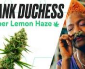 Join The Dank Duchess as she looks into the Super Lemon Haze strain from Homegrown Cannabis Co. and finds out why it’s the perfect way to stimulate your body and mind. She covers everything from how to grow this sativa-dominant cultivar at home to what to expect when you inhale its smooth smoke into your lungs.nnIf you’re looking for a solid wake and bake option, you’ve just found it. These 15–20% THCresinous nugs have the ability to clear your mind and energize your body. They waste n