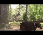 Rocco loves his spring pole. Our two Dobermans, Cabby and Raven love to play rough. They are the best dogs in the world!nnMusic by:nKip Moore- Somethin&#39; about a truck