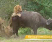 In the Timbavati Game Reserve in South Africa, we saw a truly incredible lion kill in full with Motswari Safari Lodge. It took 40 minutes for the buffalo to die as the lions fed on him. Be warned, this video contains extremely graphic content and is difficult to watch. Music: