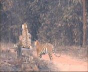 Well this is about a family of 5tigers deep in the jungles of “ TADOBA”in state of Maharashtra .nThis short film is a salute to ‘Leela’ the panderpanitigress who was unsuccessful in raising her first two lovable 3to 4 months old cubs for the first time , this is for her success story portraying her efforts in raising not 2 but 4 cubs (1 male &amp; 3 females)this time. nEven a bow to her mate the W – male (W letter mark on his right eyebrow) the elusive and every shy in his effort