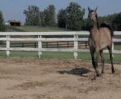 Soluna (Rough Justice x MA Thee Shakeena) 2009 grey fillynBred and owned by Dr. Terry Bentley -- 205-222-2102ap2094@aol.com