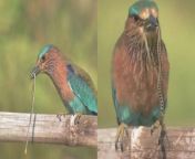 &#39;Stunning close-up footage of an Indian Roller bird, with a snake in its mouth, resting on a wooden structure, all the while looking like an absolute boss. &#60;br/&#62;&#60;br/&#62;&#92;