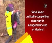 Traditional bull-taming sport &#39;Jallikattu&#39; competition is underway in Alanganallur area of Madurai, Tamil Nadu on January 17. RT-PCR tests were done for participants and fitness tests for bulls to compete in the event.