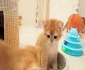 12 weeks after birth &#124; Curious and cute kittens from Bassy and Akai &#60;br/&#62;&#60;br/&#62;In this video, kittens named Polina♀️, Leo♂️, Melania♀️, Dolya♀️ and Chanel♀️.And adult cats Akai (their dad) and Agusha.&#60;br/&#62;&#60;br/&#62;&#60;br/&#62;#TeddyKittens #fluffykittens #kittens #kitten #cute #cutekitten #meow #meowing #play #britishshorthair #cat #Akai #funny #cutekitten #cat #Agusha #William #tinykittens #munchkin #asmr #asmrsleep #sleep #Bassy&#60;br/&#62;&#60;br/&#62;Cutest Animals! Cute baby animals Videos Compilation cute moment of the animals / cat cafe&#60;br/&#62;Funny british shorthair kittens are played. Cute funny kittens, tiny kittens meowing, kittens get acquainted, cat family, golden kittens, fluffy balls.